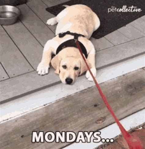 funny monday gif|funny monday gifs for work.